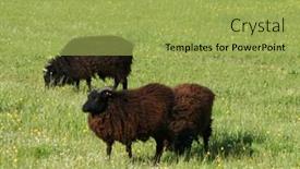  Presentation with sheep - Cool new slide set with black-hebridean-sheep-in-green backdrop and a yellow colored foreground
