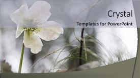  Presentation with poisonous plants - Beautiful presentation design featuring black hellebore a poisonous backdrop and a light gray colored foreground