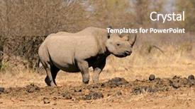  Presentation with south africa - PPT theme consisting of black hooked-lipped rhinoceros diceros bicornis south africa background and a coral colored foreground