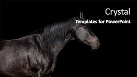  Presentation with horse - Colorful slide set enhanced with black-horse-close-up-isolated backdrop and a black colored foreground