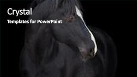  Presentation with horse head - PPT theme featuring black horse head close up background and a black colored foreground