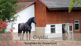  Presentation with horse - Audience pleasing presentation theme consisting of black-horse-is-standing-next backdrop and a coral colored foreground