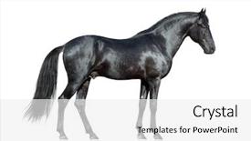  Presentation with horse - Amazing presentation theme having black horse on white black backdrop and a white colored foreground