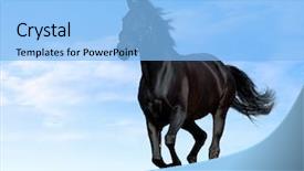  Presentation with horse racing - Presentation theme consisting of black horse background and a light blue colored foreground
