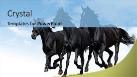  Presentation with horses - Beautiful slides featuring black horses dallop backdrop and a light blue colored foreground
