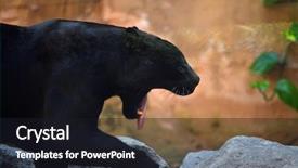  Presentation with black - Presentation design consisting of black jaguar portrait background and a wine colored foreground