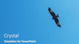  Presentation with kite - PPT layouts having black-kite-bird-flying background and a teal colored foreground