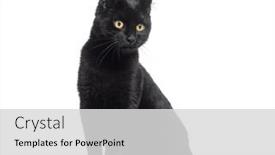  Presentation with kitten - Presentation design enhanced with black-kitten-crossbreed-cat-looking background and a light gray colored foreground