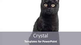  Presentation with kitten - Slides enhanced with black-kitten-crossbreed-cat-sitting background and a gray colored foreground