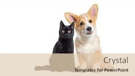  Presentation with welsh - PPT theme consisting of black-kitten-crossbreed-cat background and a lemonade colored foreground