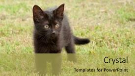  Presentation with alert - Beautiful slides featuring black kitten in grass with an alert look on her face backdrop and a yellow colored foreground