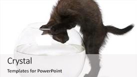  Presentation with hello kitty cute little kitten - Audience pleasing theme consisting of black kitten looking at goldfish backdrop and a white colored foreground