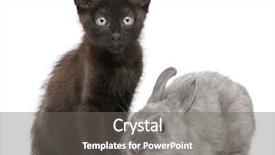  Presentation with rabbit - Beautiful presentation theme featuring cat bunny - black kitten playing with rabbit backdrop and a gray colored foreground