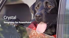  Presentation with forest and black car - Theme consisting of black lab in car window background and a dark gray colored foreground