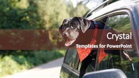  Presentation with forest and black car - Beautiful presentation design featuring black lab in car window backdrop and a tawny brown colored foreground