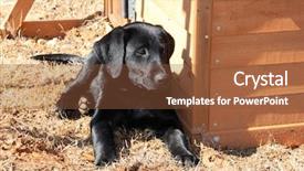  Presentation with cool - Presentation design consisting of black lab puppy enjoys cool background and a tawny brown colored foreground