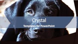  Presentation with cool - Audience pleasing slide set consisting of black lab puppy enjoys cool backdrop and a ocean colored foreground