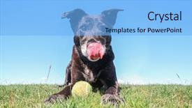  Presentation with tongue - Slides enhanced with black lab retriever mix background and a light blue colored foreground