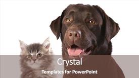  Presentation with cat dog - PPT layouts consisting of black labrador - cat and dog background and a tawny brown colored foreground