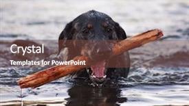  Presentation with ripples - Beautiful slides featuring black labrador retriever mix swimming backdrop and a  colored foreground