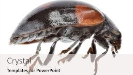  Presentation with ladybug - PPT layouts enhanced with black ladybug isolated on white background background and a lemonade colored foreground