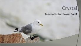  Presentation with black - Amazing slide deck having black-legged-kittiwake-rissa-tridactyla backdrop and a light gray colored foreground