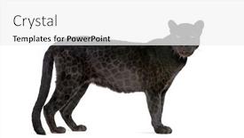  Presentation with black - Presentation theme with black-leopard-6-years background and a white colored foreground