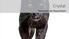  Presentation with black panthers - PPT layouts with black-leopard-panthera-pardus-walking background and a light gray colored foreground