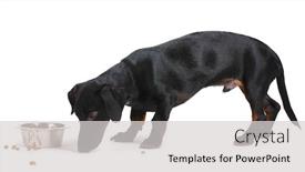  Presentation with dog food - Presentation theme enhanced with black little dachshund dog and food isolated on white background and a light gray colored foreground