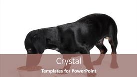  Presentation with dog food - PPT theme consisting of black little dachshund dog and food isolated on white background and a violet colored foreground