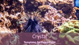  Presentation with black sea - Theme featuring black-long-spine-urchin background and a violet colored foreground