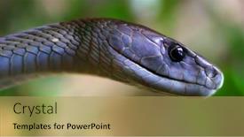  Presentation with wildlife - Presentation theme featuring black-mamba-dendroaspis-polylepis-portrait background and a yellow colored foreground