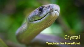  Presentation with wildlife - Slide deck enhanced with black-mamba-dendroaspis-polylepis-portrait background and a  colored foreground