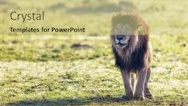  Presentation with male lion - Presentation theme having black-maned-lion-panthera-leo background and a soft green colored foreground