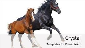  Presentation with foal - PPT layouts enhanced with black mare and sorrel foal gallop - isolated on white background and a white colored foreground