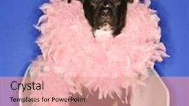  Presentation with black - Slide deck enhanced with black-mixed-breed-dog-wearing background and a coral colored foreground