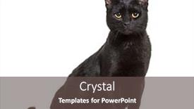  Presentation with black cat in front - Beautiful PPT theme featuring black mixed-breed domestic cat backdrop and a dark gray colored foreground