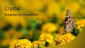  Presentation with monarch butterfly - Amazing PPT layouts having black monarch butterfly on the yellow marigold backdrop and a gold colored foreground