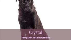  Presentation with black cross - PPT theme with black-mongrel-dog-cross-samoyed background and a violet colored foreground