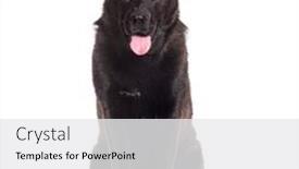  Presentation with black cross - Presentation theme having black-mongrel-dog-cross-samoyed background and a white colored foreground