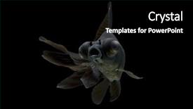  Presentation with goldfish - Presentation theme enhanced with black moor goldfish swimming against black background background and a black colored foreground