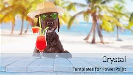 Presentation with cocktail - Cool new slide set with black mutt dog posing backdrop and a light blue colored foreground