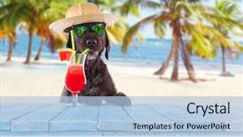  Presentation with cocktail - Amazing presentation having black mutt dog posing backdrop and a light blue colored foreground