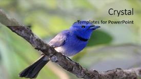  Presentation with drone green and black - Cool new PPT layouts with black-naped monarch bird backdrop and a mint green colored foreground