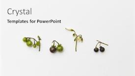  Presentation with white flowers - Beautiful presentation theme featuring black-nightshade-berries-and-plant backdrop and a white colored foreground
