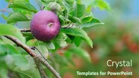  Presentation with black cats - Beautiful slide set featuring village of oia in santorini island greece backdrop and a light blue colored foreground