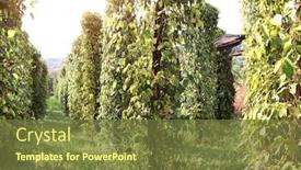  Presentation with plantation - Theme having black-pepper-plantation-rows background and a tawny brown colored foreground