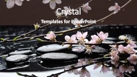  Presentation with sakura japanese cherry branch - Cool new presentation theme with black photo - reflection of branch spring pink backdrop and a  colored foreground