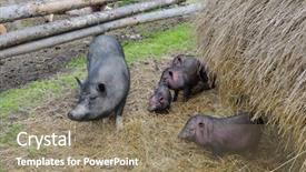  Presentation with pig farm - Cool new PPT theme with marketing concept service word on love heart backdrop and a cream colored foreground.