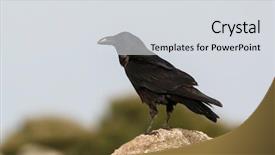  Presentation with crow - Slide set featuring black plumage of a crow background and a light gray colored foreground